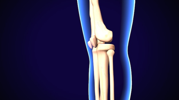 Ilustração 3D de um joelho esquelético humano