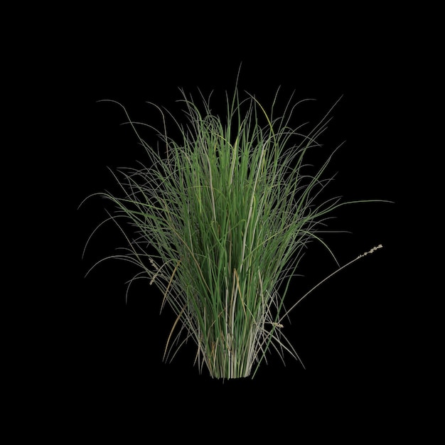 Ilustração 3d do arbusto carex apressa isolado no fundo preto