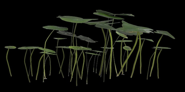 ilustração 3D do arbusto Hydrocotyle vulgaris isolado no fundo preto