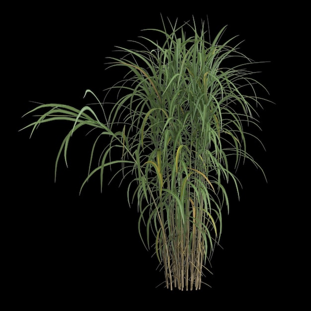 ilustração 3D do arbusto miscanthus floridulus isolado no fundo preto