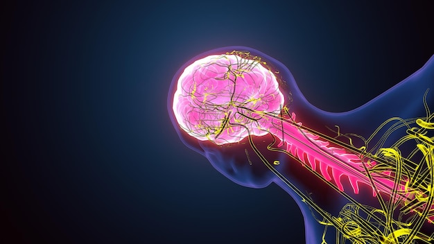 Ilustração 3D do cérebro humano com o sistema nervoso