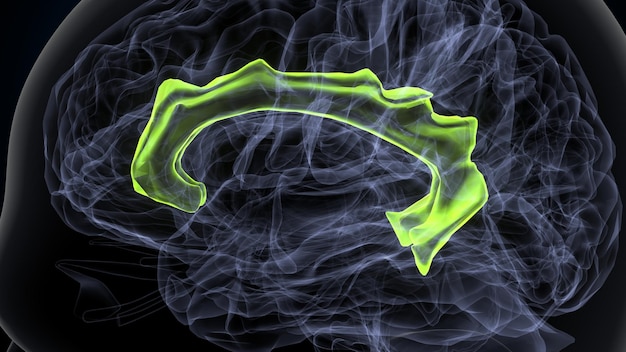 Ilustração 3D do cérebro humano gurus frontais superiores Anatomia