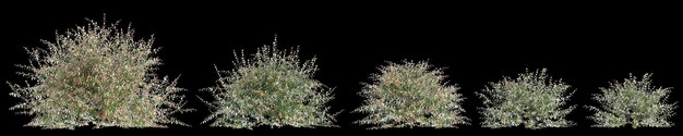 Ilustração 3d do conjunto de arbustos austromyrtus dulcis isolados em fundo preto