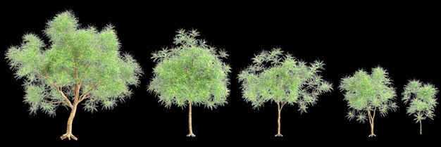 Foto ilustração 3d do conjunto de árvores azadirachta indica isoladas em fundo preto