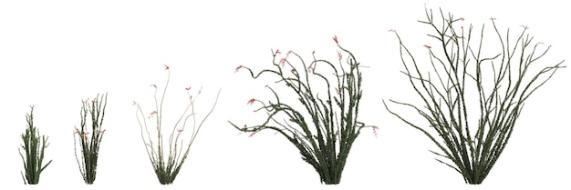 Foto ilustração 3d do conjunto fouquieria splendens arbusto isolado no fundo branco