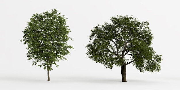 ilustração 3D do conjunto grande árvore tilia platyphyllos isolado no fundo branco