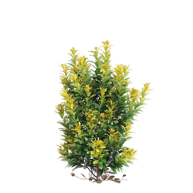 Foto ilustração 3d do conjunto illicium bush isolado em fundo branco