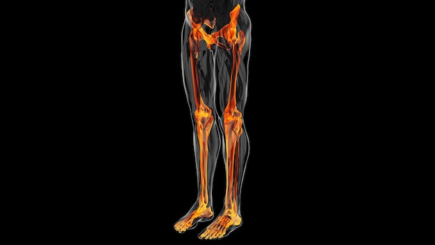 Foto ilustração 3d do diagrama de ossos da perna humana