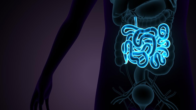 Ilustração 3D do intestino delgado Anatomia do sistema digestivo humano
