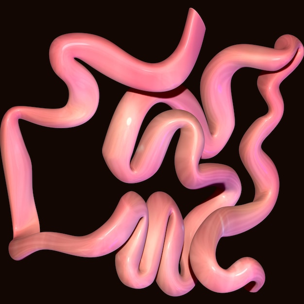 Ilustração 3D do intestino delgado humano