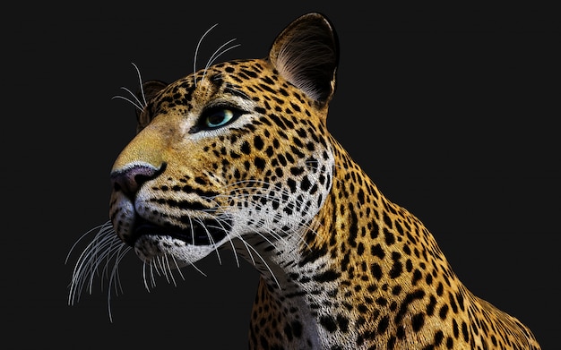 Ilustração 3d do leopardo isolado no fundo preto