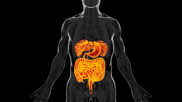 Ilustração 3d do Sistema Digestivo Humano