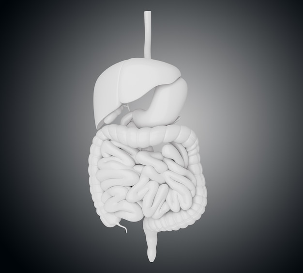 Ilustração 3d do sistema digestivo