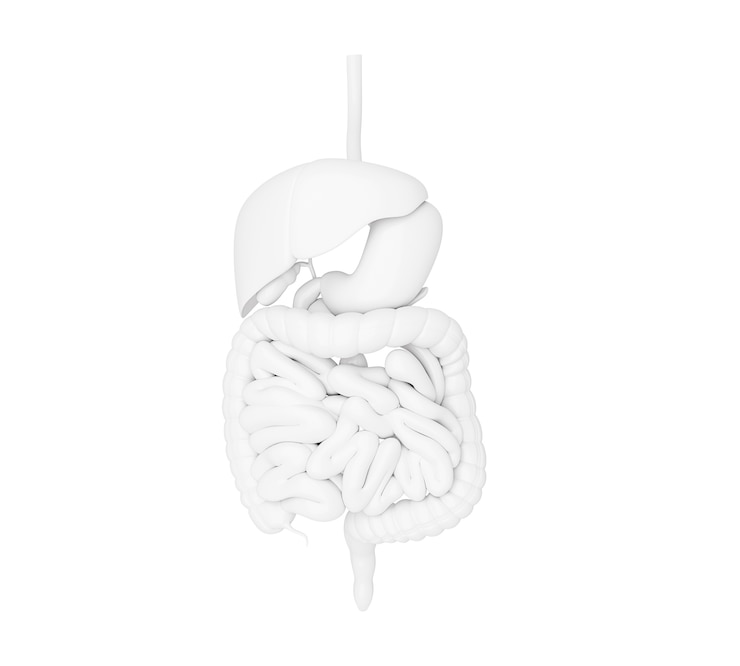 Foto ilustração 3d do sistema digestivo