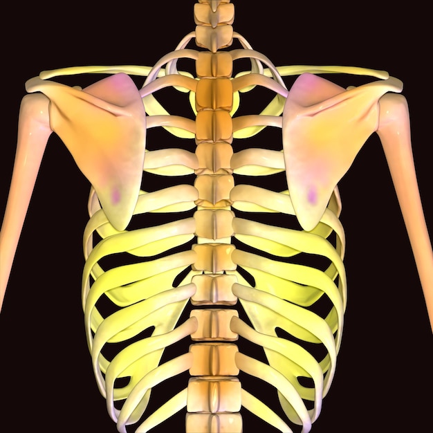 Ilustração 3D do sistema esquelético humano Anatomia das articulações ósseas da caixa costal