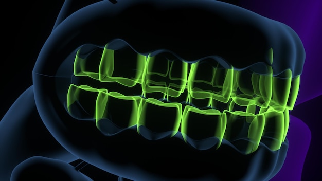 Foto ilustração 3d dos dentes humanos