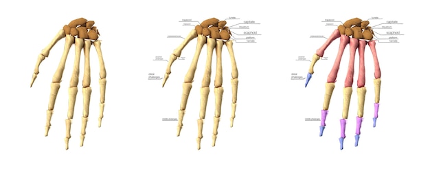 Ilustração 3d médica precisa do conjunto de ossos da mão