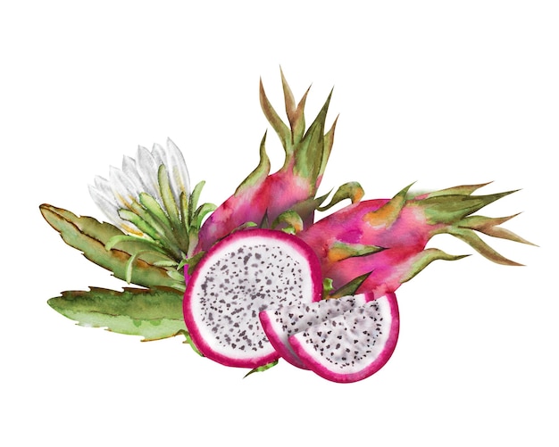 Foto ilustração a aquarela da fruta do dragão vermelho metade de pitahaya com fatias composição botânica para produtos exóticos vegetarianos imprime adesivos