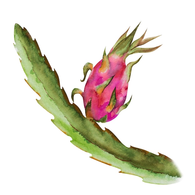 Ilustração a aquarela da fruta do dragão vermelho metade de pitahaya com fatias Composição botânica para produtos exóticos vegetarianos imprime adesivos