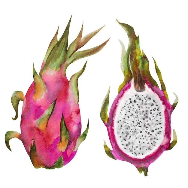 Ilustração a aquarela da fruta do dragão vermelho metade de pitahaya com fatias Composição botânica para produtos exóticos vegetarianos imprime adesivos