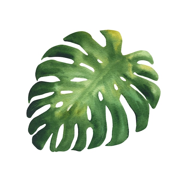 Ilustração a aquarela de folha de monstera Planta tropical verde desenhada à mão isolada