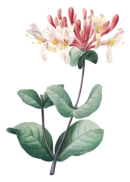 Ilustração botânica da madrugada