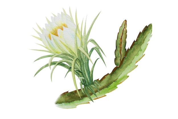 Ilustração botânica de flores de Pitaya Desenho botânico a aquarela de flores exóticas de fruto do dragão ou pitahaya