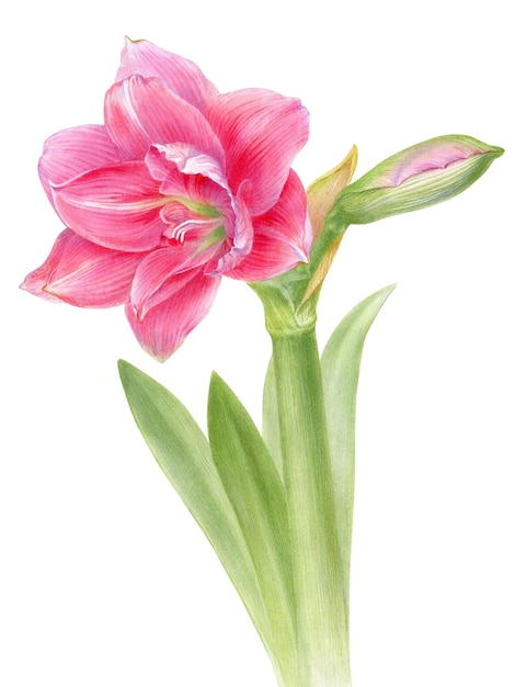 Ilustração botânica desenhada à mão em aquarela da flor amarílis