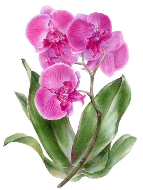 Ilustração botânica desenhada à mão em aquarela de flor de orquídea rosa