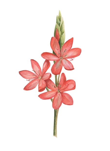 Ilustração botânica desenhada à mão em aquarela de flor vermelha desabrochando