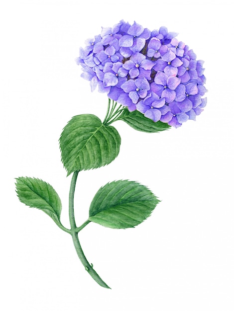 Ilustração botânica em aquarela de violeta hortênsia isolada