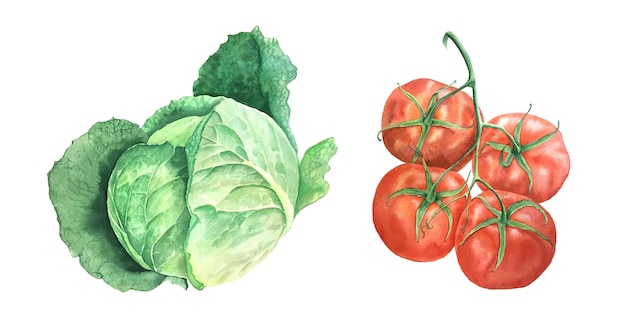 Foto ilustração botânica vintage em aquarela de couve e tomate isolada