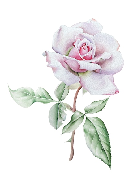 Ilustração com aquarela rosa. desenhado à mão.