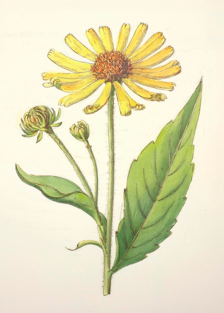 Ilustração com flores amarelas da planta medicinal arnica Flor de arnica Ilustração de IA gerativa para cosméticos água ervas medicinais logotipo de embalagem de gel de creme