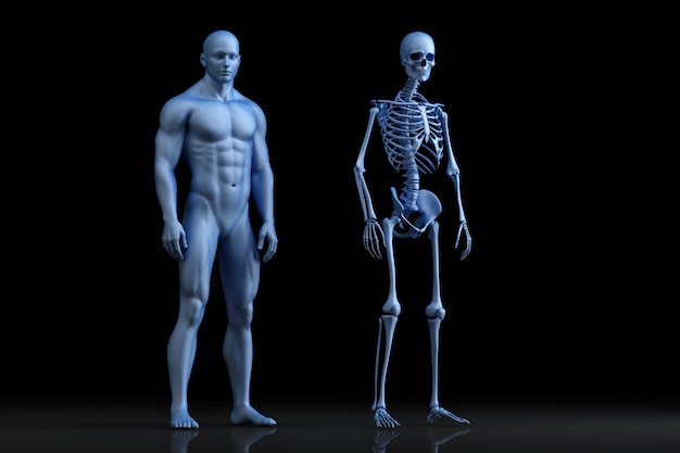 Foto ilustração da anatomia masculina. o esqueleto. ilustração 3d