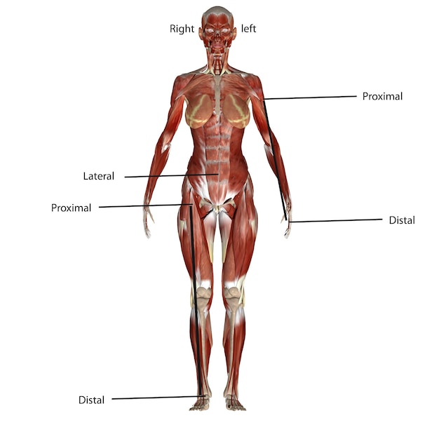 Ilustração de anatomia humana em 3D