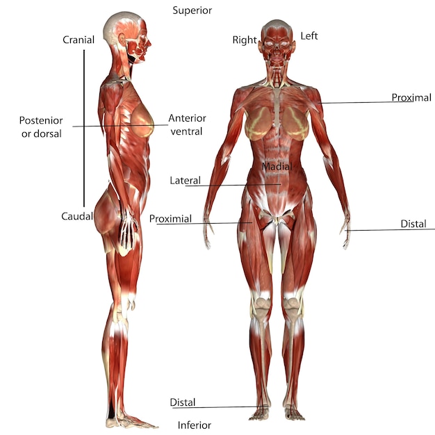 Foto ilustração de anatomia humana em 3d