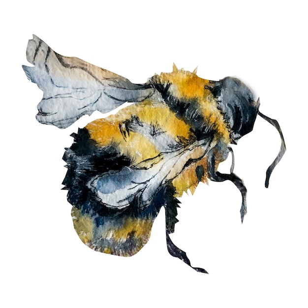 Ilustração de aquarela Bumbelbee Arte de abelha de mel Voo de abelhas pintado à mão isolado em branco Conjunto de verão para ilustração de crianças de cartão postal desighn