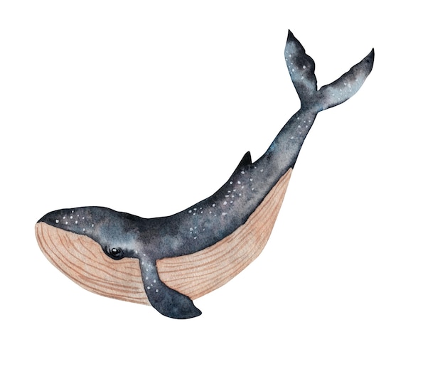 Ilustração de aquarela de baleia isolada em fundo branco