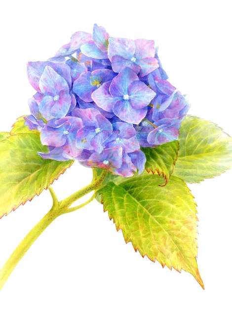 Ilustração de aquarela desenhada à mão de uma flor de hortênsia isolada em fundo branco