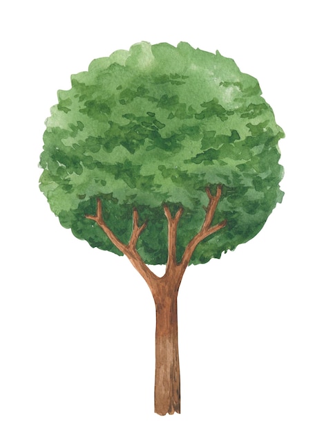 Ilustração de árvore em aquarela Árvore de folhagem redonda isolou um fundo branco