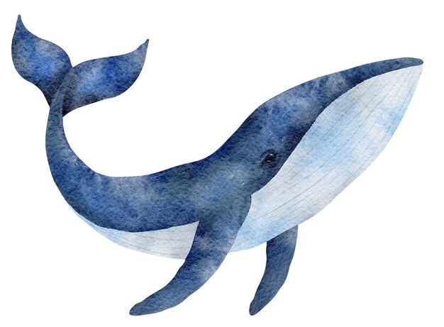 Ilustração de baleia azul em aquarela desenhada à mão