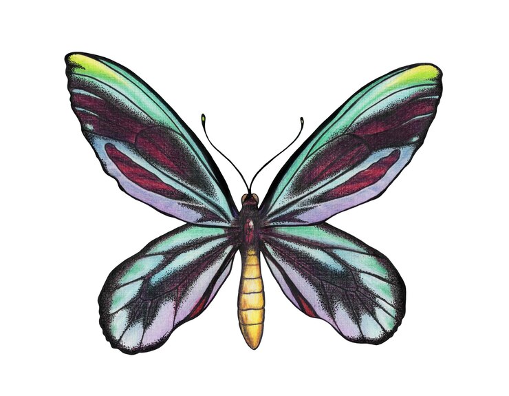Foto ilustração de borboleta de mentol com lápis de cor sobre papel