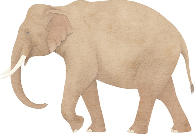 Foto ilustração de elefante aquarela isolada em branco