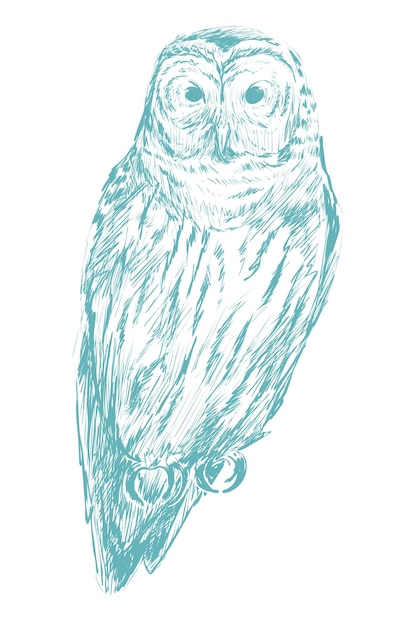 Ilustração de esboço de coruja azul Png fundo transparente