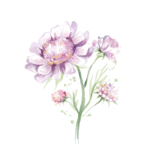 Ilustração de estilização de flores rosa em aquarela, isolada