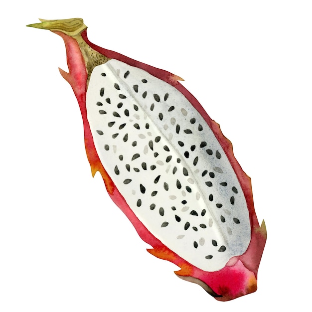 Ilustração de fatia de fruta de dragão vermelho em aquarela Vista superior Pitahaya comida tropical com sementes