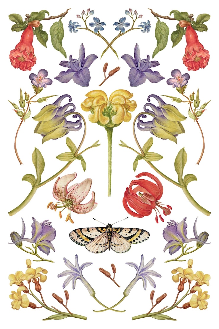 Foto ilustração de flor selvagem em png desenhada à mão set remix de the model book of calligraphy joris hoefnagel e georg bocskay