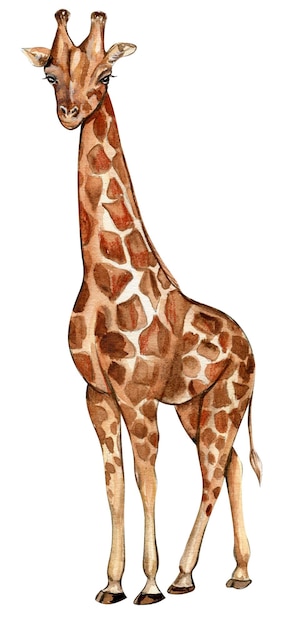 Ilustração de girafa em aquarela Animal tropical de desenho animado