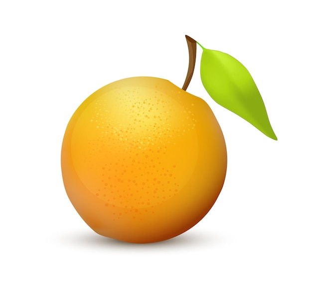 Ilustração de ícone vetorial realista de fruta laranja isolada em fundo branco Cores vibrantes e suculentas